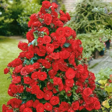 Trandafir urcător Red