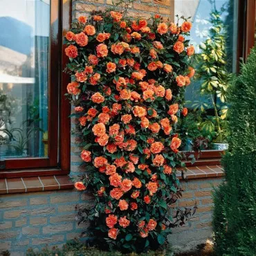 Trandafir urcător Orange