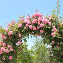 Trandafir urcător Pink