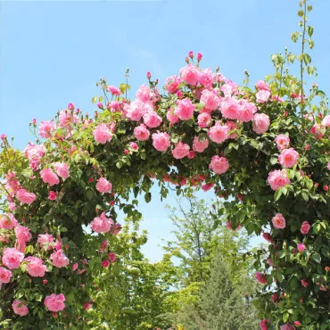 Trandafir urcător Pink