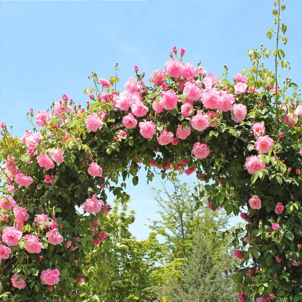 Trandafir urcător Pink