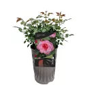 Trandafir teahibrid Augusta Luise ® la ghiveci 3L