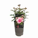 Trandafir teahibrid Bonica ® la ghiveci 3L