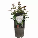 Trandafir teahibrid Schneewittchen ® la ghiveci 3L