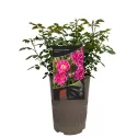 Trandafir pitic Graciously Pink ® la ghiveci 3L