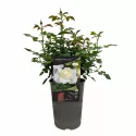 Trandafir floribunda Kronprinsesse Mary ® la ghiveci 3L