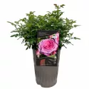 Trandafir floribunda Berleburg ® la ghiveci 3L