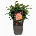 Trandafir floribunda Marie Curie ® la ghiveci 3L