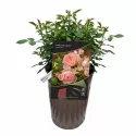Trandafir floribunda Pink Meilove ® la ghiveci 3L