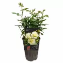 Trandafir floribunda White Meilove ® la ghiveci 3L