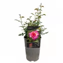 Trandafir teahibrid Gorgeous Paramount ® la ghiveci 3L