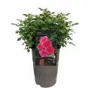 Trandafir floribunda Dolce ® la ghiveci 3L