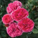 Trandafir floribunda Dolce ® la ghiveci 3L