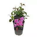Trandafir floribunda Renée van Wegberg ® la ghiveci 3L
