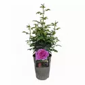 Trandafir floribunda Adore Aroma ® la ghiveci 3L