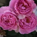 Trandafir floribunda Magic Aroma ® la ghiveci 3L