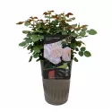 Trandafir floribunda Natural Aroma ® la ghiveci 3L