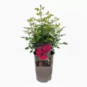 Trandafir floribunda Pure Aroma ® la ghiveci 3L