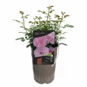 Trandafir floribunda Unique Aroma ® la ghiveci 3L