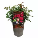 Trandafir teahibrid André Rieu ® la ghiveci 3L