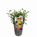 Trandafir teahibrid Ducat Mella ® la ghiveci 3L