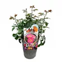 Trandafir teahibrid Exotic Mella ® la ghiveci 3L