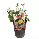 Trandafir teahibrid Melitte Mella ® la ghiveci 3L