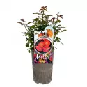 Trandafir teahibrid Rubin Mella ® la ghiveci 3L