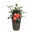 Trandafir floribunda Hipppie Fashion ® la ghiveci 3L