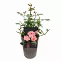 Trandafir floribunda Perfume Fashion ® la ghiveci 3L