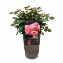 Trandafir floribunda Trendy Fashion ® la ghiveci 3L