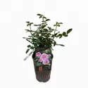 Trandafir floribunda Marija Frayla ® la ghiveci 3L