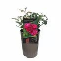 Trandafir floribunda Konstantina Freska ® la ghiveci 3L
