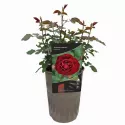 Trandafir floribunda Morava Reka ® la ghiveci 3L
