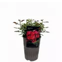 Trandafir floribunda Nera Reka ® la ghiveci 3L