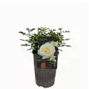 Trandafir floribunda Pearl Vaza ® la ghiveci 3L