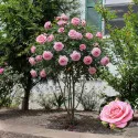 Trandafir pomișor (pe tulpină) Tiffany la ghiveci 5L