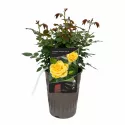 Trandafir pitic Flower Power Gold ® la ghiveci 3L