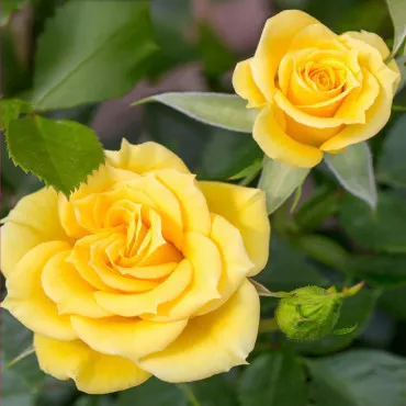 Trandafir pitic Flower Power Gold ® la ghiveci 3L