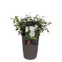Trandafir pitic White Cover ® la ghiveci 3L