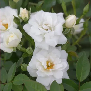 Trandafir pitic White Cover ® la ghiveci 3L