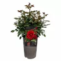 Trandafir floribunda Europeana la ghiveci 3L