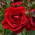 Trandafir floribunda Europeana la ghiveci 3L