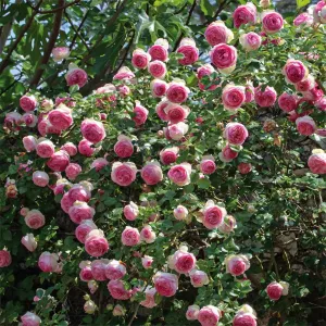 Trandafir urcător Eden Rose ® la ghiveci 3L