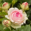 Trandafir urcător Eden Rose ® la ghiveci 3L