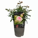 Trandafir urcător Eden Rose ® la ghiveci 3L