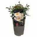 Trandafir urcător Hella ® la ghiveci 3L
