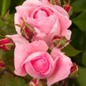 Trandafir teahibrid Lady of England ® la ghiveci 3L