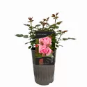 Trandafir teahibrid Lady of England ® la ghiveci 3L