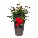 Trandafir floribunda Red Wanderer ® la ghiveci 3L